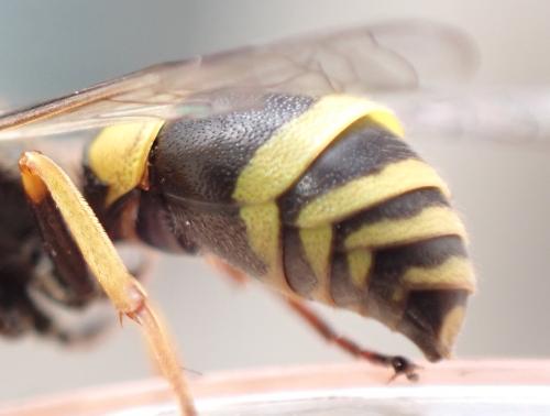 Ancistrocerus claripennis